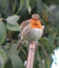 Erithacus rubecula